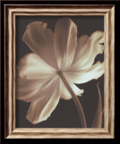 Champagne Tulip II