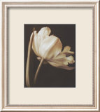 Champagne Tulip I