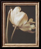 Champagne Tulip I