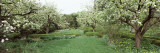 Trees in a Garden  Ellwanger Garden  Rochester  Monroe County  New York State  USA