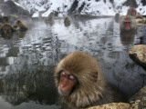 Japanese Macaques Soak in a Hot Spring Pool at Jigokudani Monkey Park in the Mountains