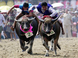 Jockeys Race in the 133 Rd Annual Traditional Water Buffalo Race in Chonburi Province  Thailand