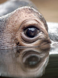 Hippos Eyes
