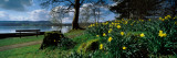 Daffodils at the Lakeside  Lake Windermere  English Lake District  Cumbria  England