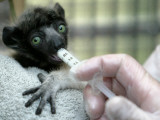 Veterinarian Feeds a Baby Crowned Sifaka Lemur Named Tilavo at the Vincennes Zoo
