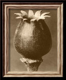 Sepia Botany Study I