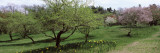 Trees in a Garden  Ellwanger Garden  Rochester  Monroe County  New York State  USA