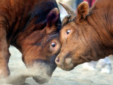 Two South Korean Bulls Lock Horns in the 2005 Bullfighting Festival in Seoul  South Korea