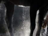 Race Horse is Washed after a Morning Workout Churchill Downs in Louisville  Kentucky