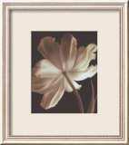 Champagne Tulip II