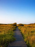 Walkway on the Fenor Bog  County Waterford  Ireland