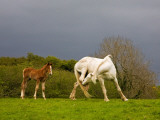 Itchy Mare and Foal  Co Derry  Ireland