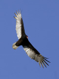 Turkey Vulture Soars Against a Cloudless Sky in Carmel