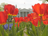 With the White House in the Background  Blooming Tulips in Lafayette Park Frame the White House
