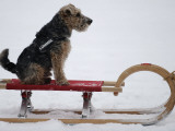 Dog is Pulled on a Sledge in the Snow in Gelsenkirchen  Germany