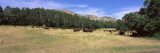 American Bison Grazing on Landscape  South Dakota Highway 87  Custer State Park  South Dakota