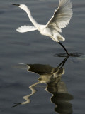 Egret Takes Off from River Ganges in Haridwar  India