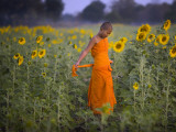 Novice Buddhist Monk Makes His Way Through a Field of Sunflowers as 10 000 Gather  Thailand