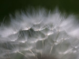 Top of a Dandelion Seed Head is Seen in the Morning Light in Marysville  Pennsylvania