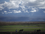 Indigenous Aymara Farmers Use Donkeys to Transport Hay in Santiago De Huata  Bolivia