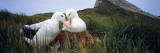 Wandering Albatross Mated Pair Bonding at the Nest  Bird Island  South Georgia Island