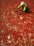 Villager Dries Red Chilies at Rambha  India