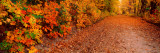 Road Passing Through Autumn Forest  Traverse City  Grand Traverse County  Michigan  USA