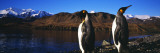 King Penguins on Shore of Cumberland Bay East  King Edward Point  South Georgia Island