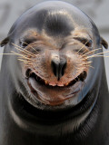Male Sea Lion Performs 'smiling' During a Show at Kamogawa Sea Wolrd in Kamogawa  Japan