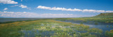 Wildflowers in Wetland  Malheur National Wildlife Refuge  Burns  Oregon  USA