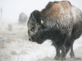 Buffalo Looks for Something to Eat in Blowing Snow at the Terry Bison Ranch  Wyoming