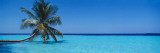 Palm Tree in the Sea  Maldives