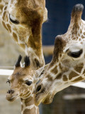 Giraffe Calf is Seen with Her Father and Her Mother at the Berlin Zoo