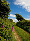 Boreen Near Ballyvooney  Copper Coast   County Waterford  Ireland