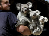 Head Keeper at Sydney's Koala Park Holds 'Kamara' and Her Two One Year-Old Babies