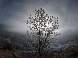 Tree Rises Above the Noravank Canyon in Southern Armenia
