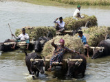 Bangladeshi Farmers Carry Harvested Rice Crops Through a Canal on Buffalo Carts