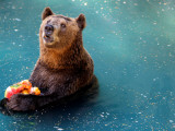Bear Cools Off from the Summer Heat with a Frozen Watermelon in Rio De Janeiro's City Zoo