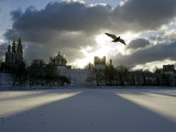Pigeon Flies over a Frozen Pond Outside Novodevichi in Moscow