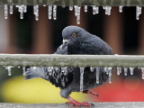 Pigeon Slides Along the Ice in Downtown San Antonio 