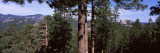 Trees with Mountains in the Background  Harney Peak  Mt Rushmore National Monument  Custer County  