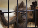 Young Orangutan Hold on to the Bars of a Cage at the Duisburg Zoo