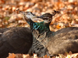 Two Peacocks Peck at Each Other Amidst Autumn Leaves in the Lazienki Park in Warsaw  Poland