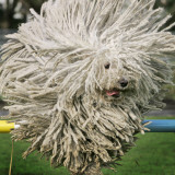 Hungarian Puli Sheep Dog  Fee  Jumps over a Hurdle During a Preview for a Pedigree Dog Show