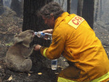 Firefighter Shares His Water an Injured Australian Koala after Wildfires Swept Through the Region