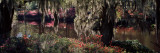 Azaleas and Willow Trees in a Park  Charleston  Charleston County  South Carolina  USA