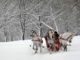 Man Rides a Sleigh Carrying Tourists in Park on a Bank of Moskva River at Outskirts of Moscow