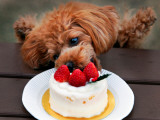 Toy Poodle Eats a Special Christmas Cake Made from Rice Powder and Natural Honey in Tokyo
