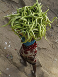 Indian Farmer Carries Cucumbers to Sell in the Market on the Outskirts of Allahabad  India