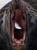 Sea Lion Catches a Fish at the Hakkeijima Sea Paradise Aquarium-Amusement Park Complex in Japan